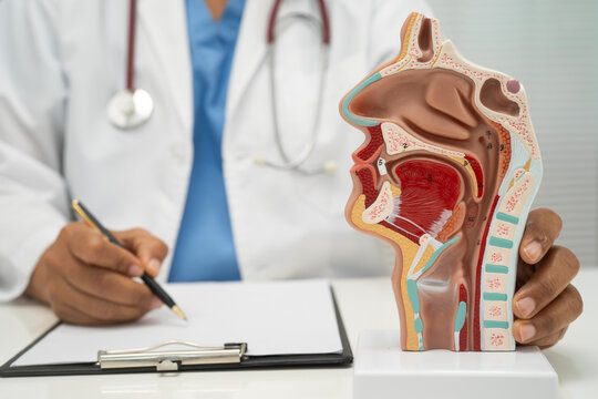 Asian doctor with nasal oral throat cavity neck human anatomy model for study diagnosis and treatment in hospital.