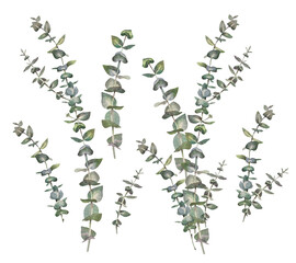 Watercolor set with eucalyptus isolated on white background. Hand-drawn botanical element for wedding celebration. Creative green blue silver branch with leaves. Clipart for wrapping or wallpaper © NatashaKun