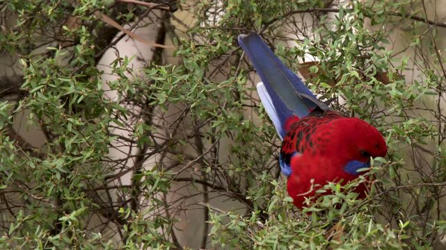 Crimson Rosella Parrot Foraging in Green Foliage