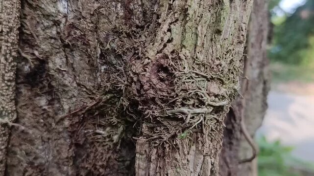 Green betel vine stem with visible nodes and natural texture
