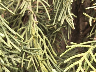 Macro view of green coniferous cypress tree needles. Detailed close-up showing fine evergreen foliage texture and natural forest patterns under daylight. © felix
