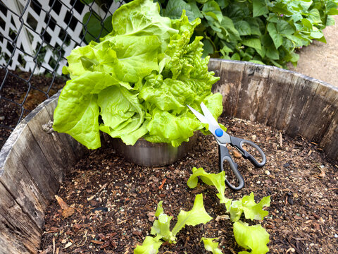 Fresh growing green leaf lettuce in a wood barrel planter during summer being harvested