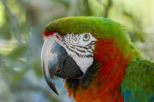 Colorful profile image of a Catalina Macaw