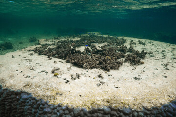 Tropical coral reef underwater with blue water and small reef fish © Satoshi