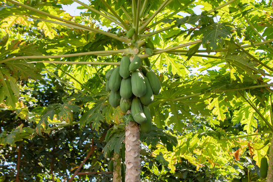 papaya tree and its still green fruit outside on a bright sunny day