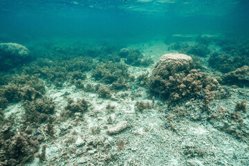 Tropical coral reef ecosystem beneath clear blue seawater © Satoshi