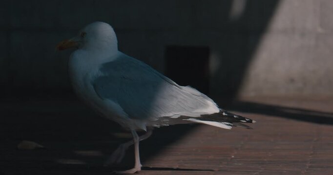 White seagull walking on brick pavement with yellow beak and black-tipped tail feathers