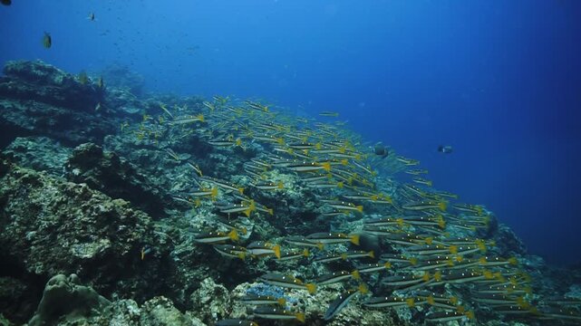 Underwater videoclip of school of fish at a coral reef. From a scuba dive in the Andaman Sea in Thailand.