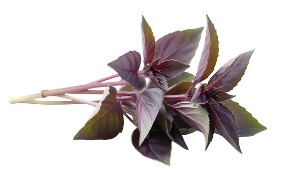 Fresh purple basil herb isolated on transparent background