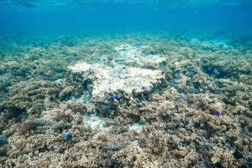 Underwater coral reef landscape in a tropical ocean © Satoshi