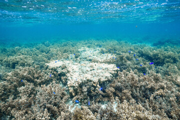 Extensive coral reef covering the tropical ocean floor © Satoshi