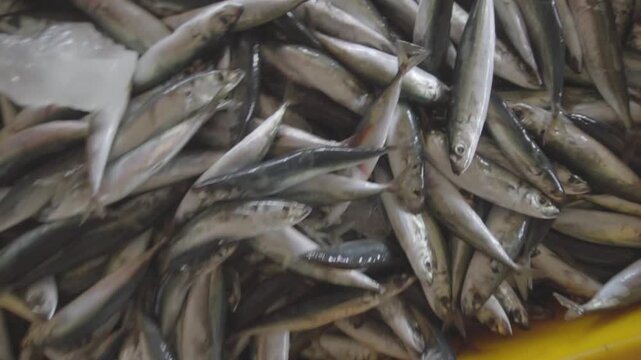 Fresh Fish Catch Preserved in Ice Box at Traditional Fish Auction Market