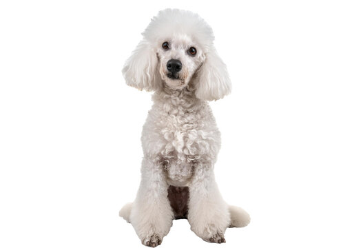 Head shot of an old and blindness poodle dog isolated on a transparent or white background