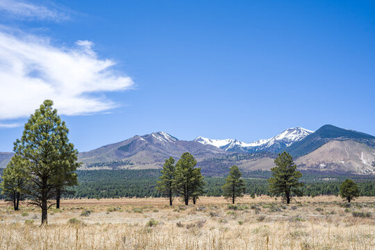 Ponderosa Pine Forest Meadow with Snow-Capped Peaks Under Clear Blue Sky Flagstaff Arizona