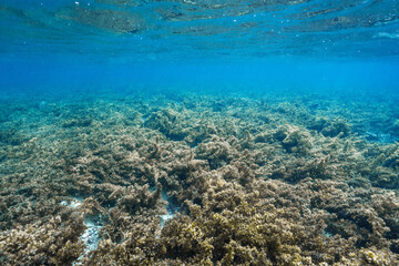 Underwater view of a tropical coral reef and blue ocean © Satoshi