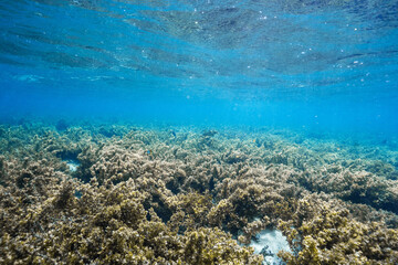 Clear tropical seawater above an extensive coral reef © Satoshi