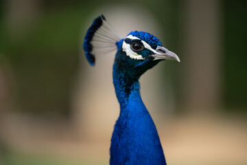 Obraz premium portrait of a peacock