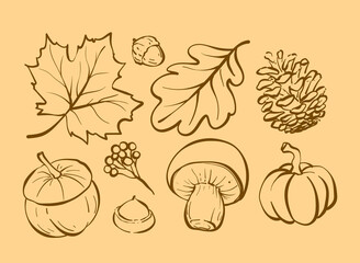 Autumn Nature Elements Hand Drawn Vector Illustration Set with Leaves, Pine Cone, Mushroom and Pumpkin © Nailyfarhatin