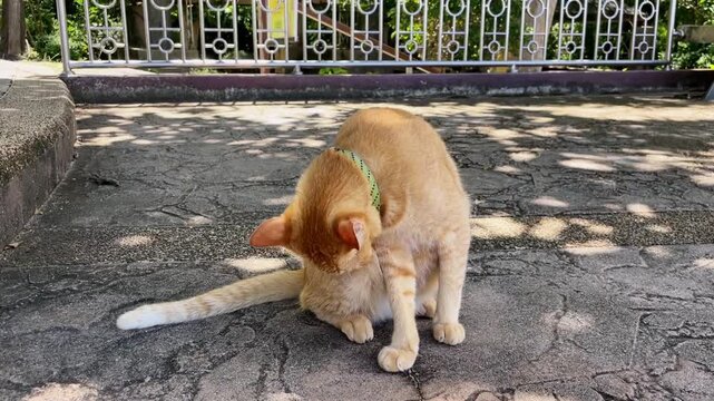 A ginger domestic cat licks its hind paw with a deep open wound. Animal behavior during injury, self-care for the injury, and veterinary issues.