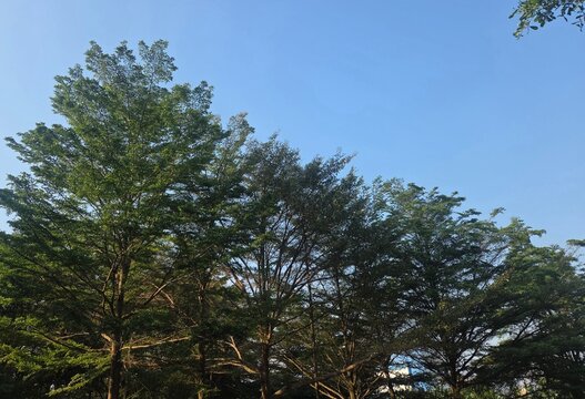 An arrangement of Madagascar almond trees (Terminalia mantaly)