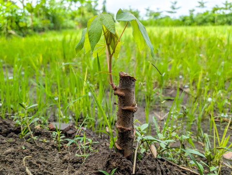 Young cassava shoot sprouting from cutting stem in soil.