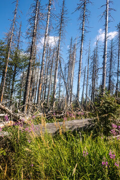 Wild vegetation, grasses and standing dead trees shape the natural forest landscape near Grosser Falkenstein in Bavaria.