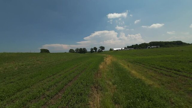 Dynamic low angle aerial tracking shot skimming rapidly forward over rolling hills of lush green soybeans and a wild grass path under a sunny summer sky in Milton Ontario.