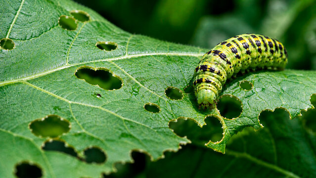 Green caterpillar eating hole in large plant leaf. Macro shot of insect larva feeding on garden foliage. Pest damage to crop, nature biology, wildlife and agriculture concept.