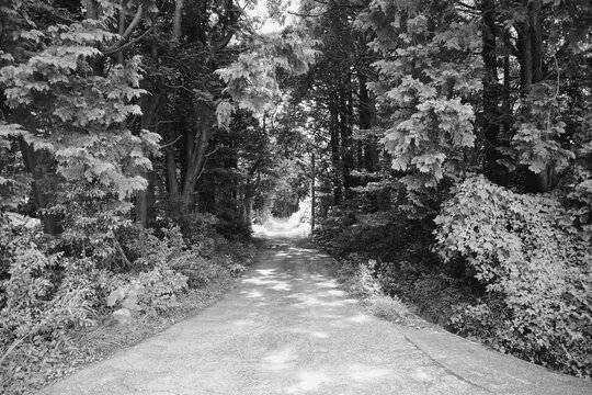Serene forest path in monochrome