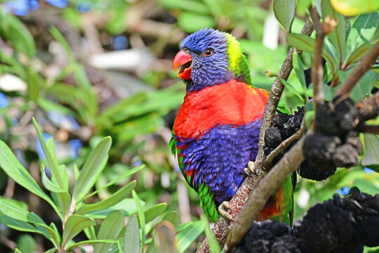 Australian rainbow lorikeet in a tree