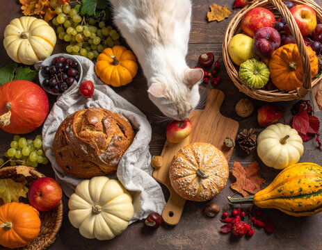 curious domestic cat with thanksgiving harvest dinner pumpkins and bread