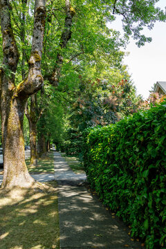 A quiet residential sidewalk runs past a tall laurel hedge beneath mature moss-covered trees on a leafy Vancouver street in summer, with a red smoke bush in bloom.