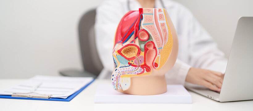 Doctor with Male Reproductive System anatomy model. Male consultation, Prostate Cancer, Enlarged prostate, Prostatitis disease, Male Infertility, Erectile dysfunction, Penis and Male genital disorder