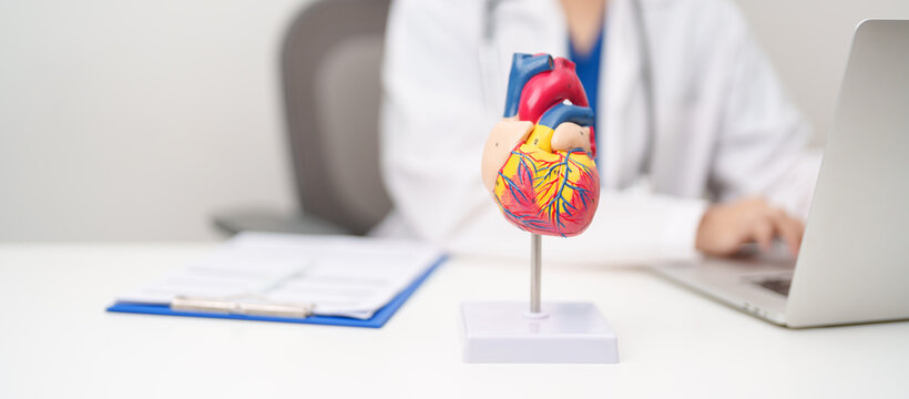 Doctor with human Heart anatomy model. Cardiovascular Diseases, Atherosclerosis, Hypertensive Heart, Valvular Heart, Aortopulmonary window, world Heart day and health concept