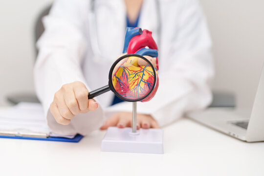 Doctor with human Heart anatomy model. Cardiovascular Diseases, Atherosclerosis, Hypertensive Heart, Valvular Heart, Aortopulmonary window, world Heart day and health concept