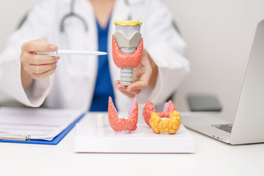 Doctor with human Thyroid anatomy model. Hyperthyroidism, Hypothyroidism, Hashimoto Thyroiditis, Thyroid Tumor and Cancer, Postpartum, Papillary Carcinoma and Health concept