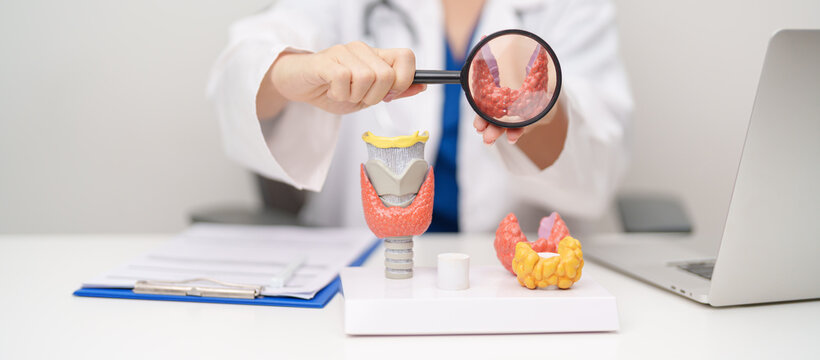 Doctor with human Thyroid anatomy model. Hyperthyroidism, Hypothyroidism, Hashimoto Thyroiditis, Thyroid Tumor and Cancer, Postpartum, Papillary Carcinoma and Health concept
