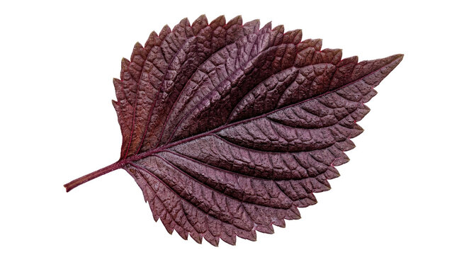 Purple perilla leaf on white background, fresh shiso herb with textured veins, organic red mint foliage for culinary design