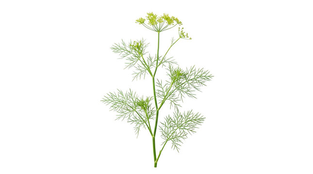 Fresh green dill plant with yellow flower, organic garden herb sprig, aromatic culinary dill weed isolated on white background