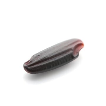 Close-up view of a single AAA alkaline battery.