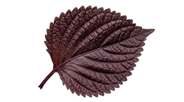 Purple shiso leaf on white background, fresh perilla frutescens herb, dark burgundy serrated leaf for culinary garnish