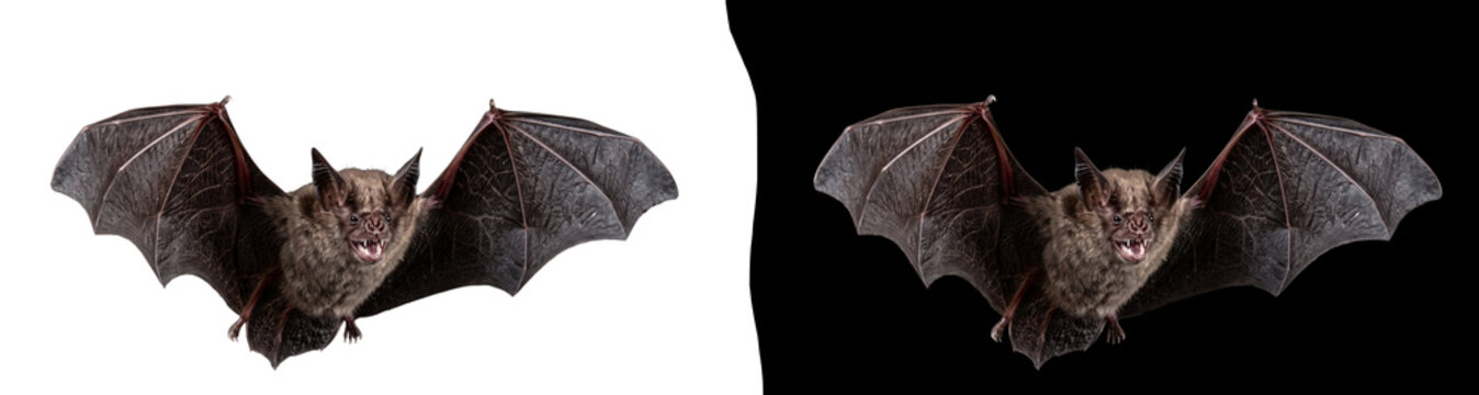 Flying bat with spread wings isolated on transparent background