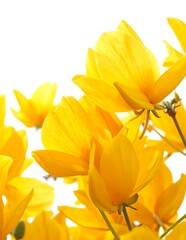 Obraz premium Bright yellow sunflowers blooming in natural sunlight outdoors.