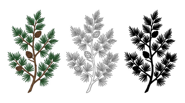 Vintage pine branch illustrations, evergreen conifer sprigs with cones, botanical cedar tree sketches in color and silhouette