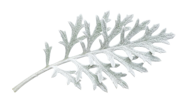 Silver ragwort dusty miller leaf, frosted grey foliage on white background, botanical plant element for design