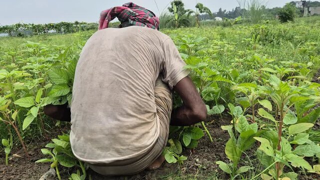 Low Angle Back View Of Farmer Sweating In Wet Shirt Working In Sunny Farm Field