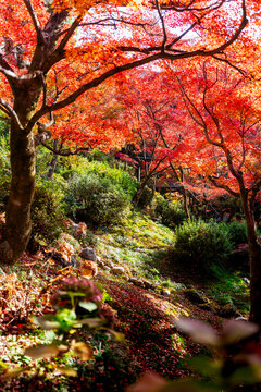 Beautiful autumn foliage of Japanese maple trees with red orange leaves and green moss garden under warm sunlight