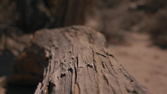 Close up of a weathered, cracked log lying on the sandy desert ground.