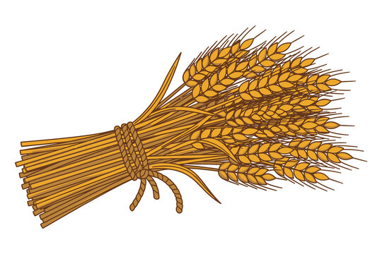 Hand Drawn Wheat Sheaf Vector Illustration