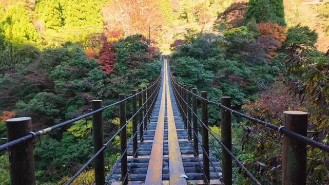 朝日に輝く樅木の吊り橋　五家荘　紅葉